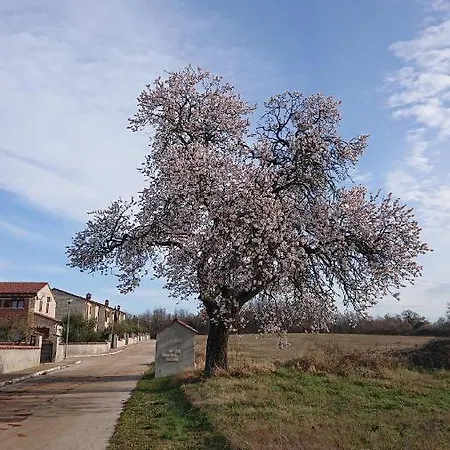 Sole Svetvinčenat